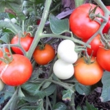 Ruski paradajz stabla jabuke